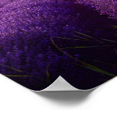 ラベンダー畑 ポスター (角)