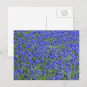 ラベンダー畑 ポストカード (正面/裏面)