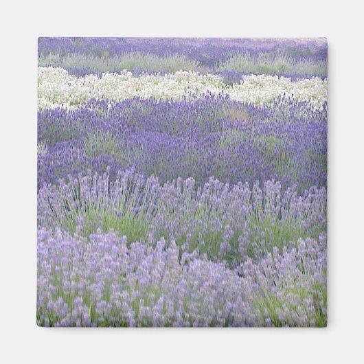 ラベンダー磁石 マグネット (正面)