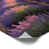 ラベンダー自然アウトドア景観穏やかな平和 ポスター (角)