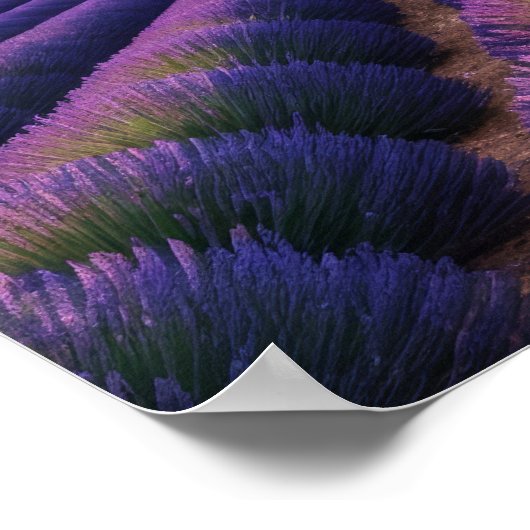 ラベンダー自然アウトドア景観穏やかな平和 ポスター (角)