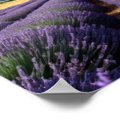 ラベンダー自然アウトドア景観穏やかな平和 ポスター (角)