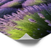 ラベンダー自然アウトドア景観穏やかな平和 ポスター (角)