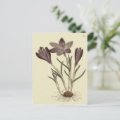 ラベンダー色のスプリングクロッカスの植物図 ポストカード (スタンド正面)