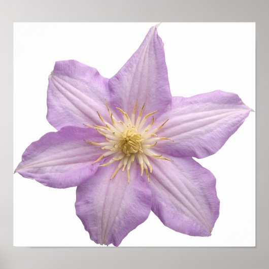 ラベンダー花 ポスター (正面)