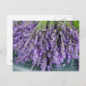 ラベンダー葉書の茎 ポストカード (正面/裏面)