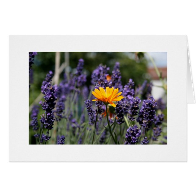 ラベンダー (正面横)