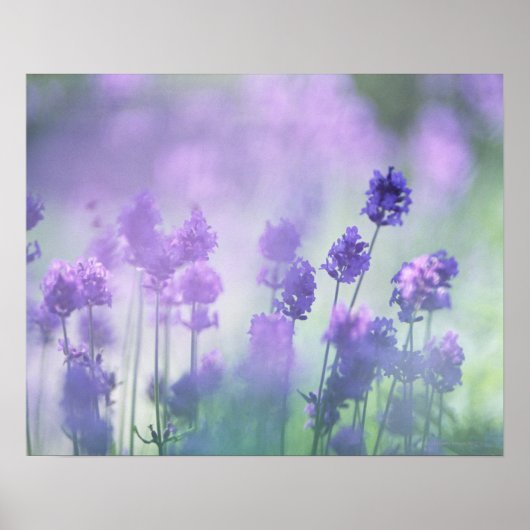 ラベンダー2 ポスター (正面)