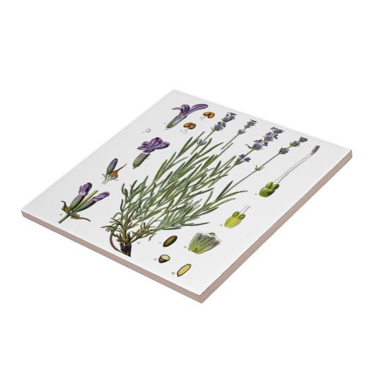 ラベンダー タイル (側面)