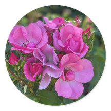 ラベンダー ピンクのバラのクラスター