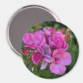 ラベンダー ピンク ローズ マグネット (正面/裏面)