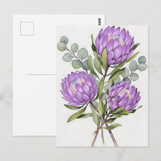 ラベンダー プロテア 植物画 水彩画 ポストカード (正面/裏面)