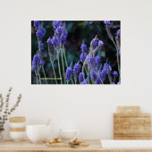 ラベンダー ポスター (キッチン)