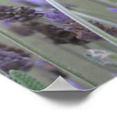 ラベンダー ポスター (角)