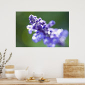 ラベンダー ポスター (キッチン)