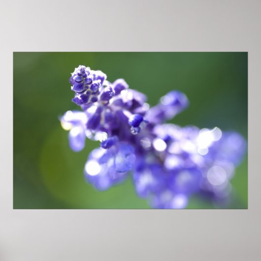 ラベンダー ポスター (正面)