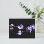 ラベンダー ポストカード (スタンド正面)