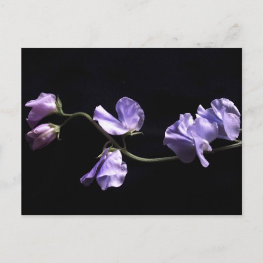 ラベンダー ポストカード (正面)