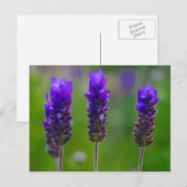 ラベンダー ポストカード (正面/裏面)