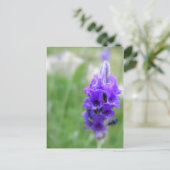 ラベンダー ポストカード (スタンド正面)