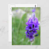 ラベンダー ポストカード (正面/裏面)