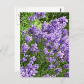 ラベンダー ポストカード (正面/裏面)