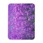 ラベンダー マグネット (縦)
