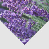 ラベンダー 薄葉紙 (詳細)