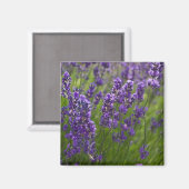ラベンダー | Lavendel マグネット (正面/裏面)
