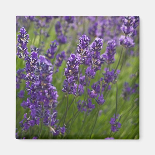 ラベンダー | Lavendel マグネット (正面)