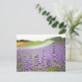 ラベンダーVI ポストカード (スタンド正面)