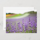 ラベンダーVI ポストカード (正面/裏面)
