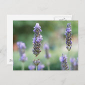 ラベンデル ポストカード (正面/裏面)