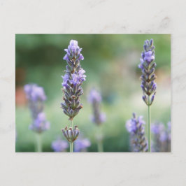 ラベンデル ポストカード