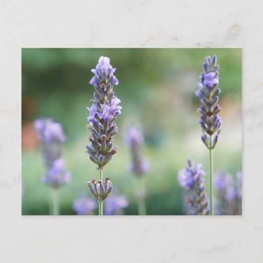 ラベンデル ポストカード (正面)
