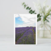 ラベンフランスのダー畑 ポストカード (スタンド正面)