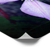 ラベ独身のンクレマチス花 ポスター (角)