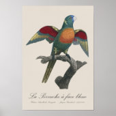 ラペルシュア顔 ポスター (正面)