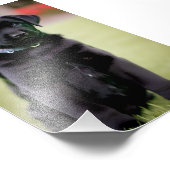 ラボの子犬サテンの写真の拡大 フォトプリント            (角)