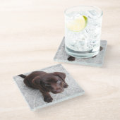 ラボチョコレートの子犬の座って2秒 ガラスコースター (アングル)