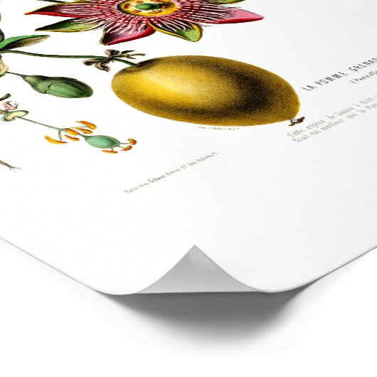 ラポンメグレナディルピンクフローラヴィンテージフローレDアム ポスター (角)