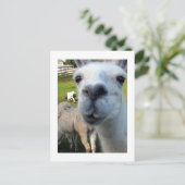 ラマおっちょこちょいのはがき ポストカード (スタンド正面)