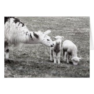 ラマおよび子ヒツジ