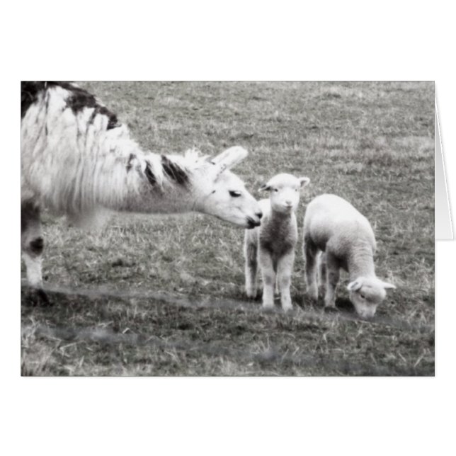 ラマおよび子ヒツジ (正面横)