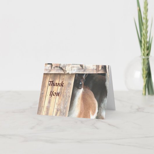 ラマかわいらしファーム動物サンキューカード サンキューカード (正面)
