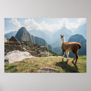 ラマが見渡せる遺跡 Machu Picchu,ペルー ポスター