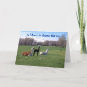 ラマとヤング カード (正面)