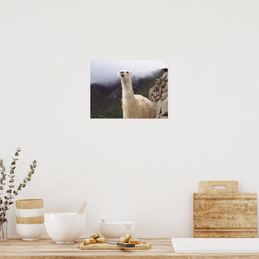 ラマのポスターを考える ポスター (キッチン)