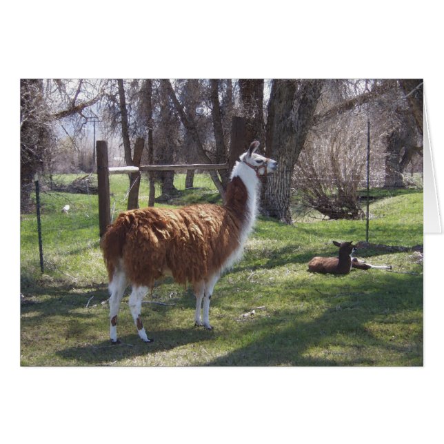 ラマのママおよびベビーのラマ僧 (正面横)