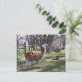 ラマのママおよびベビーのラマ僧 ポストカード (スタンド正面)